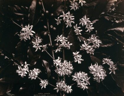 The blossom and fruit of a coffee tree (Coffea arabica) Photograph