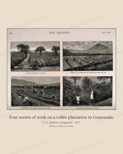 Four scenes of work on a coffee plantation in Guatemala.