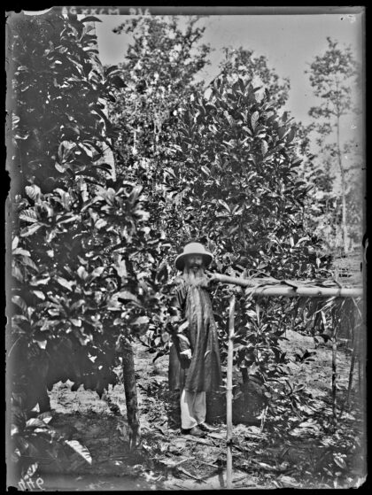 Tonkin. Près Tourane. Le P[ère] Maillard, curé de Phu-thuong, au milieu de ses caféiers / [photogr.] A