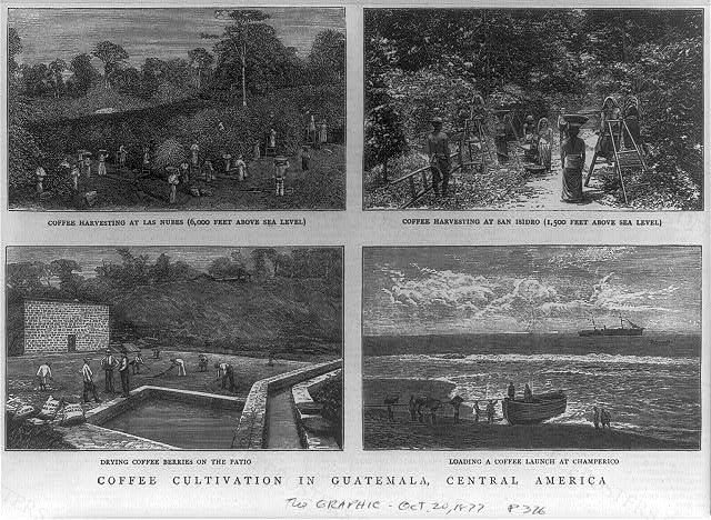 Coffee cultivation in Guatemala