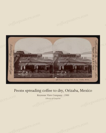 Peons spreading coffee to dry, Orizaba, Mexico
