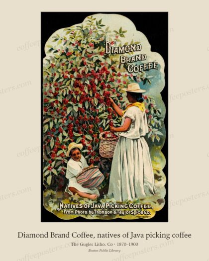 Diamond Brand Coffee, natives of Java picking coffee