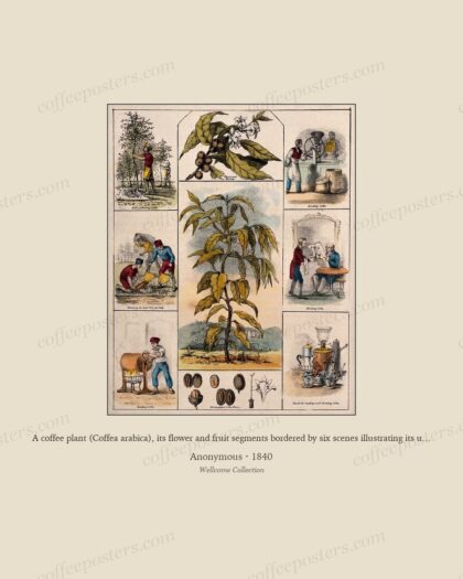 A coffee plant (Coffea arabica), its flower and fruit segments bordered by six scenes illustrating its use by man. Colou