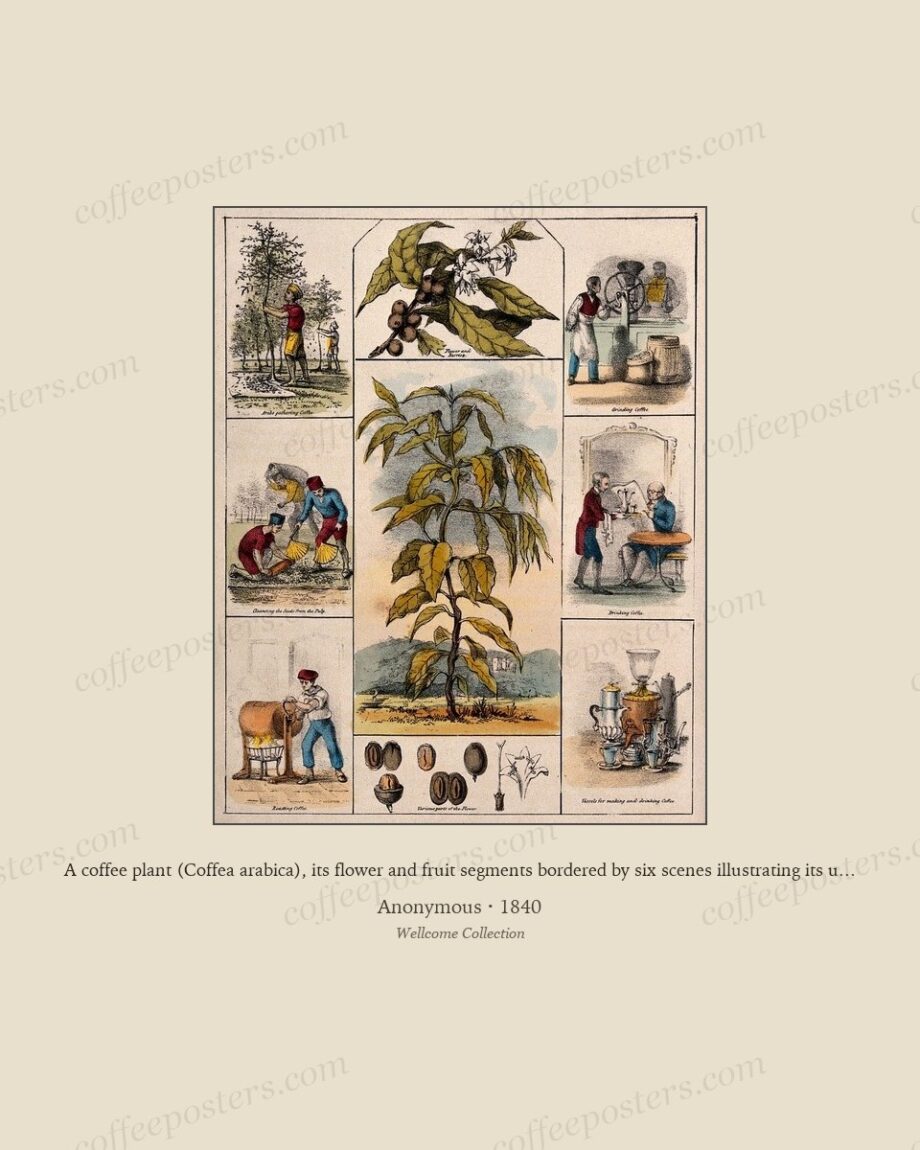 A coffee plant (Coffea arabica), its flower and fruit segments bordered by six scenes illustrating its use by man. Colou