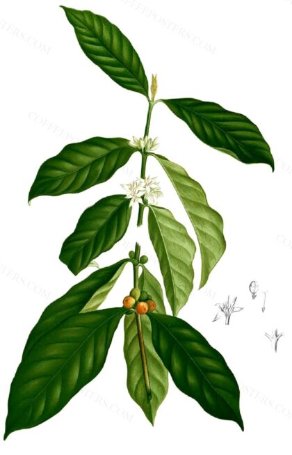 Coffea arabica Blanco1.53-cropped by Francisco Manuel Blanco (O.S.A.), 1880–1883 — archival coffee print from Wikimedia Commons (institutional source)