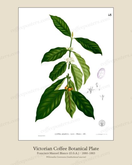 Coffea arabica Blanco1.53 by Francisco Manuel Blanco (O.S.A.), 1880–1883 — archival coffee print from Wikimedia Commons (institutional source)