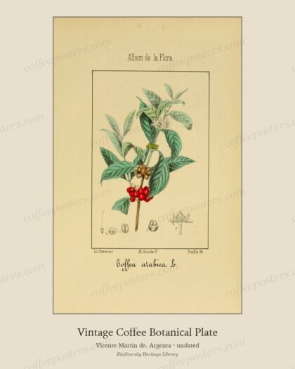 Album de la flora médico-farmacéutica é industrial, indígena y exótica (Pl. 5… by Vicente Martin de. Argenta, undated — archival coffee print from Biodiversity Heritage Library