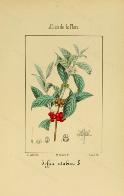 Album de la flora médico-farmacéutica é industrial, indígena y exótica (Pl. 5… by Vicente Martin de. Argenta, undated — archival coffee print from Biodiversity Heritage Library