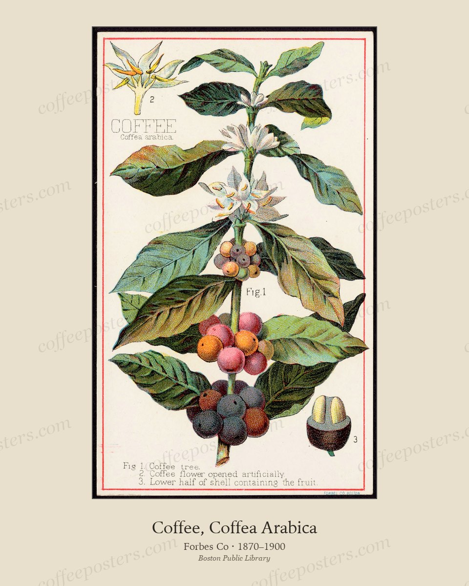 Coffee, Coffea Arabica