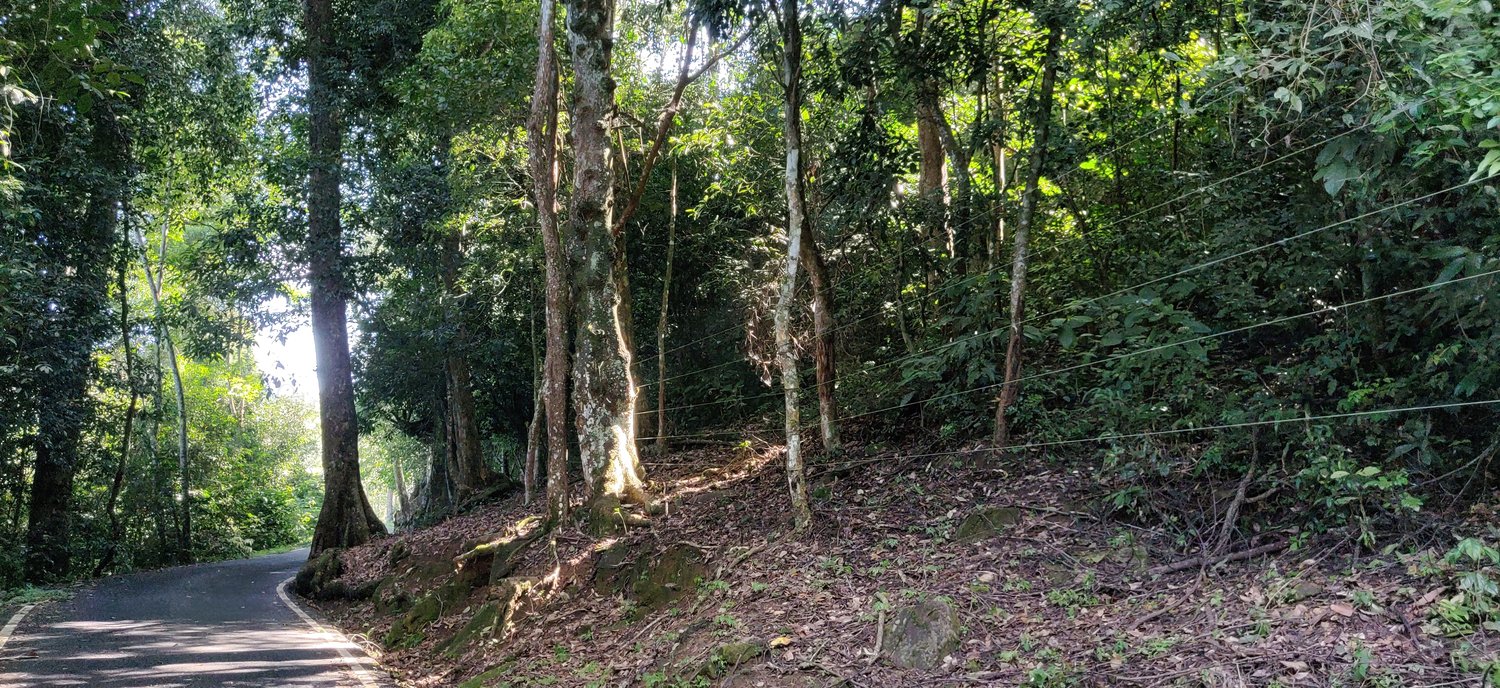 Electric fence at forest edge along road Anamalais 2 by T. R. Shankar Raman, 2023 — archival coffee print from Wikimedia Commons (institutional source)