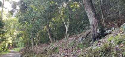 Electric fence at forest edge along road Anamalais by T. R. Shankar Raman, 2023 — archival coffee print from Wikimedia Commons (institutional source)