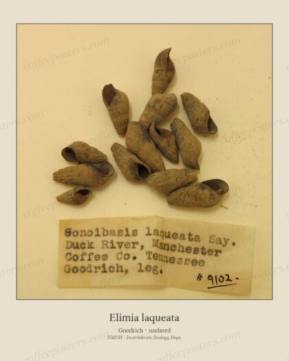 Elimia laqueata