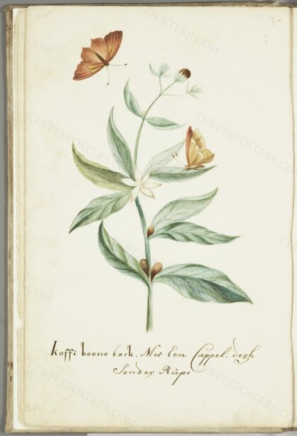 KITLV - 37A35 - Markée, Cornelis - Coffee branch with butterfly without caterpillar - Brush drawing - Circa 1763 by Cornelis Markée