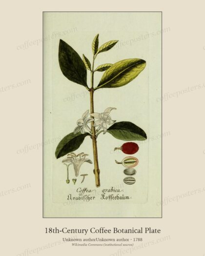 Plantarum indigenarum et exoticarum icones ad vivum coloratae, oder, Sammlung… by Unknown authorUnknown author, 1788 — archival coffee print from Wikimedia Commons (institutional source)