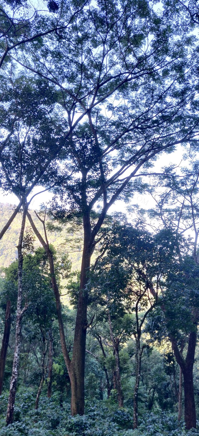 Melia dubia shade tree in coffee estate in the Anamalais by T. R. Shankar Raman, 2023 — archival coffee print from Wikimedia Commons (institutional source)
