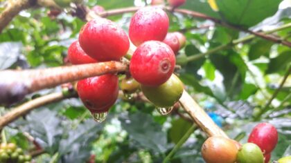 Arabica by Rudyasho, 2019 — archival coffee print from Wikimedia Commons (institutional source)