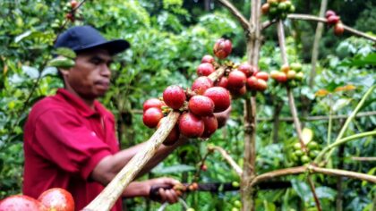 Petani Arabika by Rudyasho, 2019 — archival coffee print from Wikimedia Commons (institutional source)