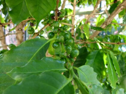 Coffea arabica serres du Luxembourg by Dinkum, 2011 — archival coffee print from Wikimedia Commons (institutional source)