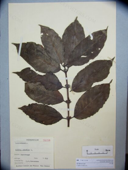 Coffea arabica L. by T. F. Cheeseman, 2011 — archival coffee print from Wikimedia Commons (institutional source)