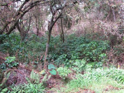 Starr-090617-0805-Coffea arabica-understory habit-Ulumalu Haiku-Maui (2433788… by Forest and Kim Starr, 2009 — archival coffee print from Wikimedia Commons (institutional source)