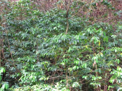 Starr-090617-0806-Coffea arabica-habit-Ulumalu Haiku-Maui (24938438886) by Forest and Kim Starr, 2009 — archival coffee print from Wikimedia Commons (institutional source)