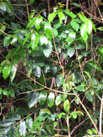 Starr-090617-0807-Coffea arabica-habit-Ulumalu Haiku-Maui (24964740725) by Forest and Kim Starr, 2009 — archival coffee print from Wikimedia Commons (institutional source)