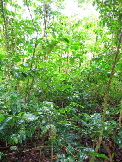 Starr-090618-1069-Coffea arabica-habit-Hana Hwy-Maui (24847541572) by Forest and Kim Starr, 2009 — archival coffee print from Wikimedia Commons (institutional source)
