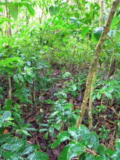 Starr-090618-1071-Coffea arabica-habit-Hana Hwy-Maui (24670038810) by Forest and Kim Starr, 2009 — archival coffee print from Wikimedia Commons (institutional source)