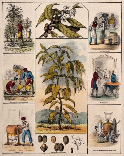 A coffee plant (Coffea arabica), its flower and fruit segments bordered by six scenes illustrating its use…
