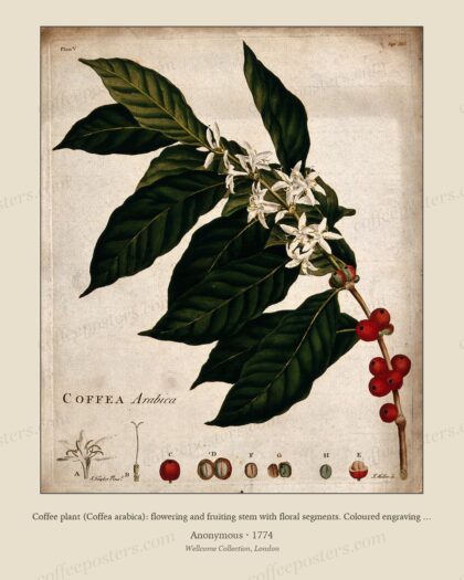 Coffee plant (Coffea arabica): flowering and fruiting stem with floral segments. Coloured engraving with et…