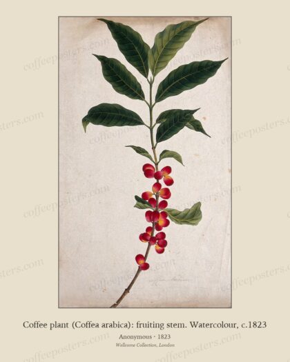 Coffee plant (Coffea arabica): fruiting stem. Watercolour, c.1823