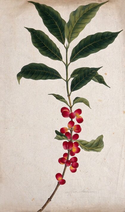 Coffee plant (Coffea arabica): fruiting stem. Watercolour, c.1823