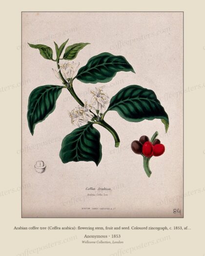 Arabian coffee tree (Coffea arabica): flowering stem, fruit and seed. Coloured zincograph, c. 1853, after M…