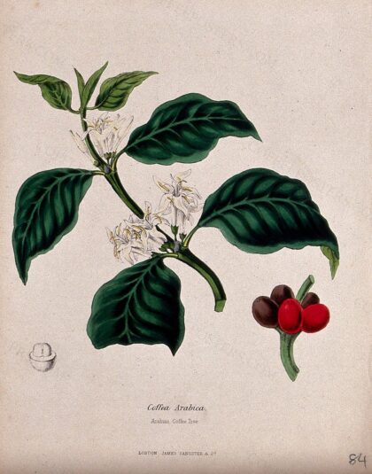 Arabian coffee tree (Coffea arabica): flowering stem, fruit and seed. Coloured zincograph, c. 1853, after M…