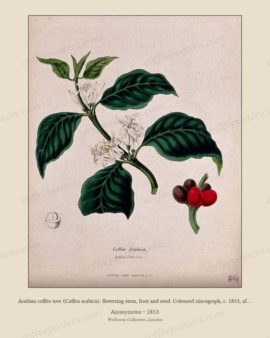 Arabian coffee tree (Coffea arabica): flowering stem, fruit and seed. Coloured zincograph, c. 1853, after M…
