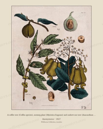 A coffee tree (Coffea species), nutmeg plant (Myristica fragrans) and cashew nut tree (Anacardium occidenta…