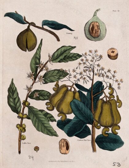 A coffee tree (Coffea species), nutmeg plant (Myristica fragrans) and cashew nut tree (Anacardium occidenta…