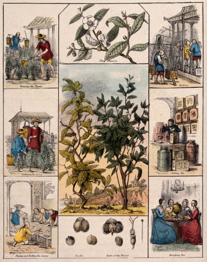 A tea plant (Camellia sinensis), its flowers and seeds, bordered by six scenes illustrating its use by man.…