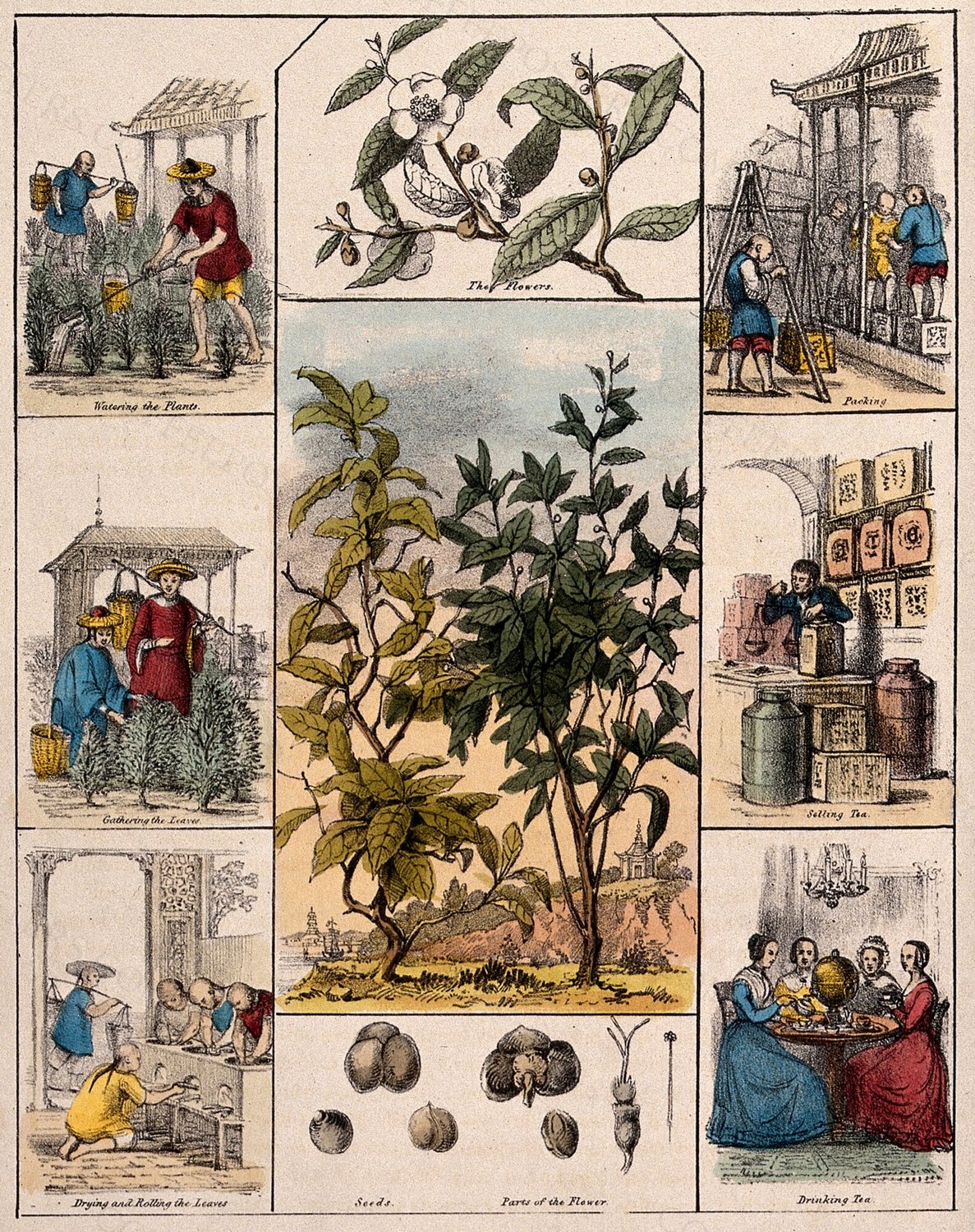 A tea plant (Camellia sinensis), its flowers and seeds, bordered by six scenes illustrating its use by man.…