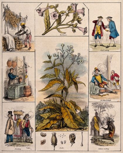 A tobacco plant (Nicotiana tabacum), its flowers and seeds, bordered by six scenes illustrating its use by…