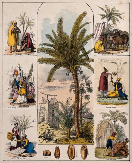 A date palm tree (Phoenix dactylifera) and segments of the fruit bordered by six scenes illustrating its us…