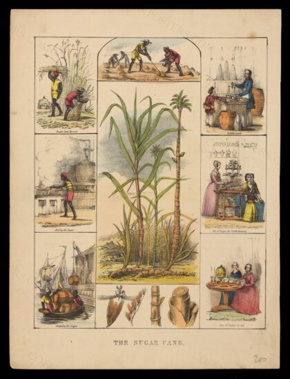 A sugar cane plant (Saccharum officinarum), its flower and sections of stem, bordered by six scenes illustr…