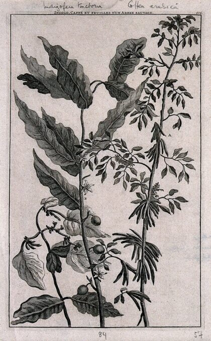 Flowering stems of the indigo plant (Indigofera tinctorum) and coffee plant (Coffea arabica). Line engravin…