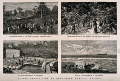 Work on a coffee plantation in Guatemala. Wood-engravings by G. Andrews, 1877, after E. Muybridge