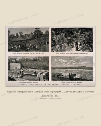 Work on a coffee plantation in Guatemala. Wood-engravings by G. Andrews, 1877, after E. Muybridge