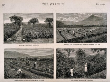 Work on a coffee plantation in Guatemala. Wood-engravings by G. Andrews, 1877, after E. Muybridge