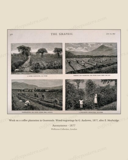 Work on a coffee plantation in Guatemala. Wood-engravings by G. Andrews, 1877, after E. Muybridge