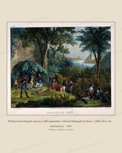 Workers harvesting the crop on a coffee plantation. Coloured lithograph by Deroi, c. 1850, after J. M. Ruge…
