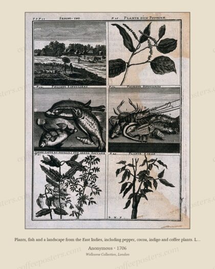 Plants, fish and a landscape from the East Indies, including pepper, cocoa, indigo and coffee plants. Line…