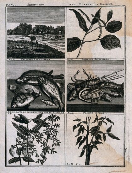 Plants, fish and a landscape from the East Indies, including pepper, cocoa, indigo and coffee plants. Line…